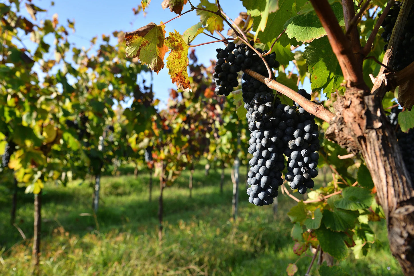 Off-road wine experience