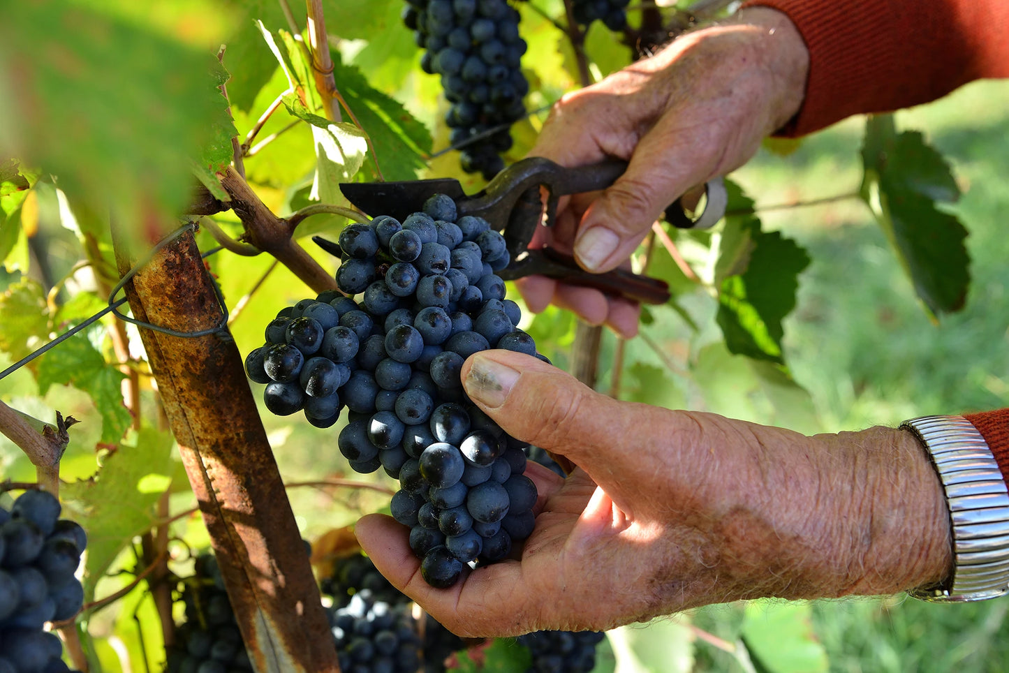 Off-road wine experience